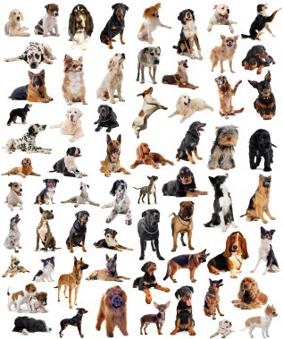 Les races de chiens